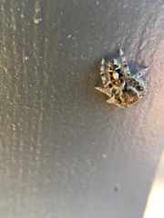 Phidippus comatus