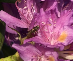 Rhagium fasciculatum