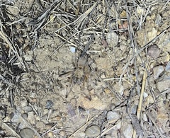 Aphonopelma moderatum