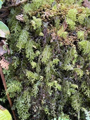 Hymenophyllum lanceolatum