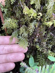 Hymenophyllum lanceolatum
