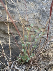 Astragalus ackermanii