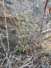 Astragalus ackermanii