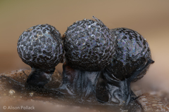 Lamproderma maculatum