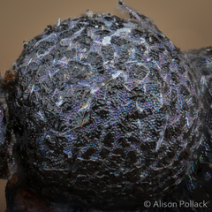 Lamproderma maculatum