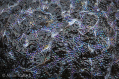 Lamproderma maculatum