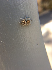 Phidippus comatus