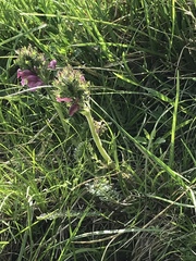 Pedicularis gyroflexa
