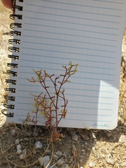 Chorizanthe brevicornu