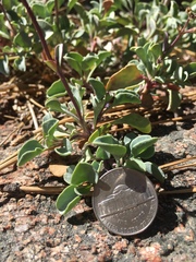 Penstemon caesius