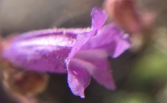 Penstemon caesius
