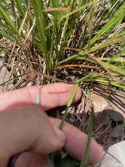 Carex tenax