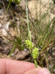 Carex tenax