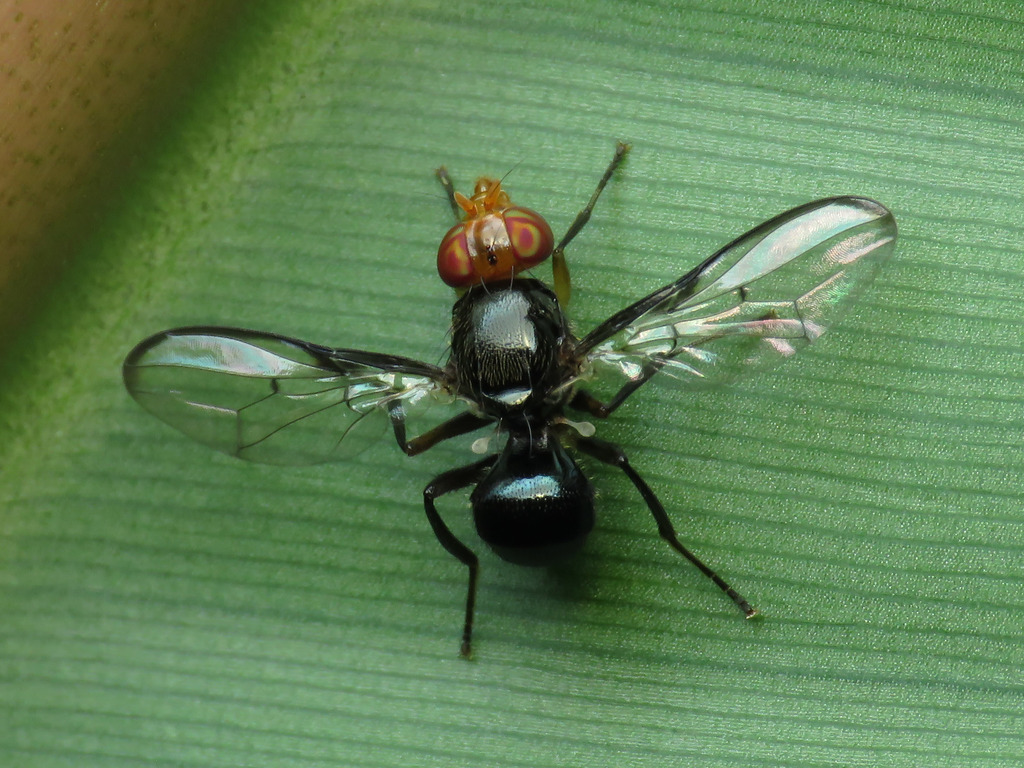 Melanoloma