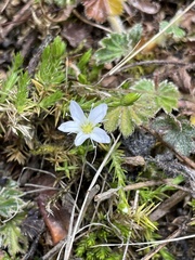 Arenaria lycopodioides