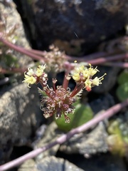 Sanicula saxatilis