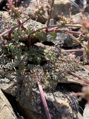 Sanicula saxatilis