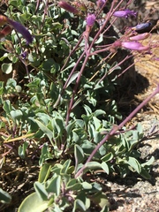 Penstemon caesius