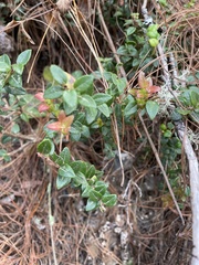 Vaccinium confertum