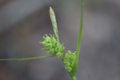 Carex tenax