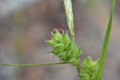 Carex tenax