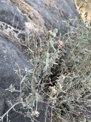 Buddleja utahensis