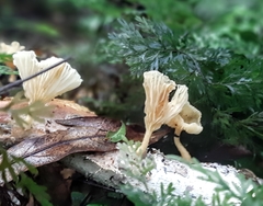 Rhizocybe albida