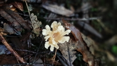 Rhizocybe albida