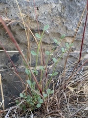 Astragalus ackermanii