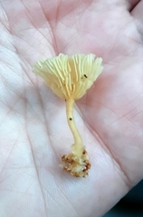 Rhizocybe albida