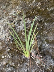 Sisyrinchieae