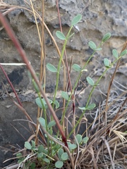 Astragalus ackermanii