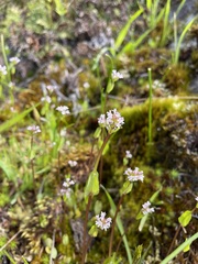 Plectritis congesta brachystemon