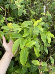 Antidesma platyphyllum