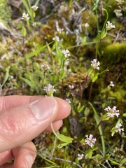 Plectritis congesta brachystemon
