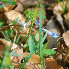Corydalis turtschaninovii