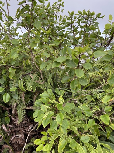 Cheirodendron trigynum