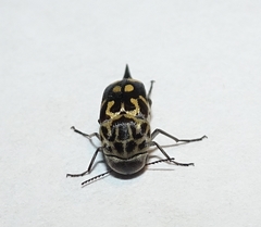 Hoshihananomia octopunctata