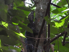 Varanus rudicollis