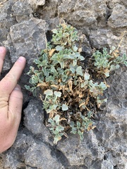 Penstemon petiolatus