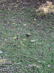 Sericornis frontalis