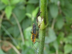 Stenomacra marginella