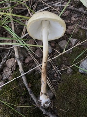 Zhuliangomyces
