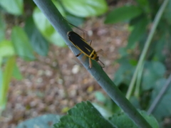 Stenomacra marginella