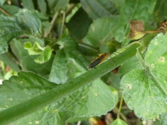 Stenomacra marginella