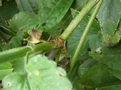 Stenomacra marginella