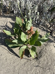 Rumex venosus