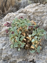 Penstemon petiolatus