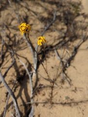 Erysimum teretifolium
