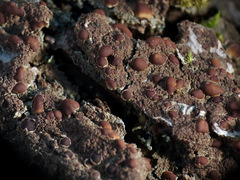 Protopannaria pezizoides